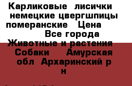 Карликовые “лисички“  немецкие цвергшпицы/померанские › Цена ­ 35 000 - Все города Животные и растения » Собаки   . Амурская обл.,Архаринский р-н